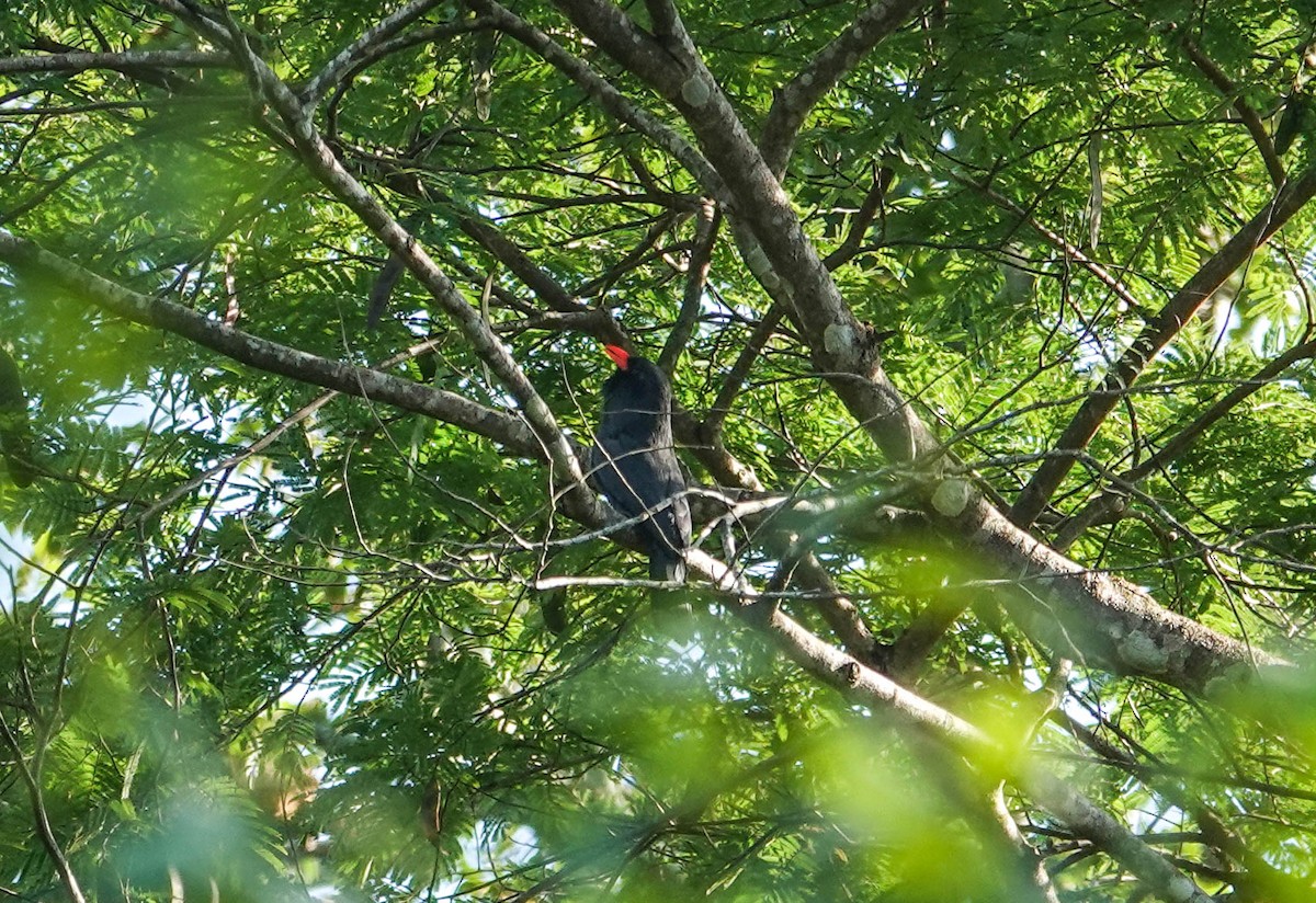 Black-fronted Nunbird - ML622359625