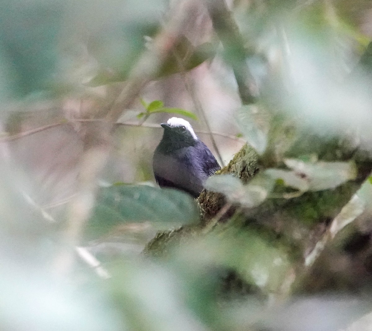 White-browed Antbird - ML622359634