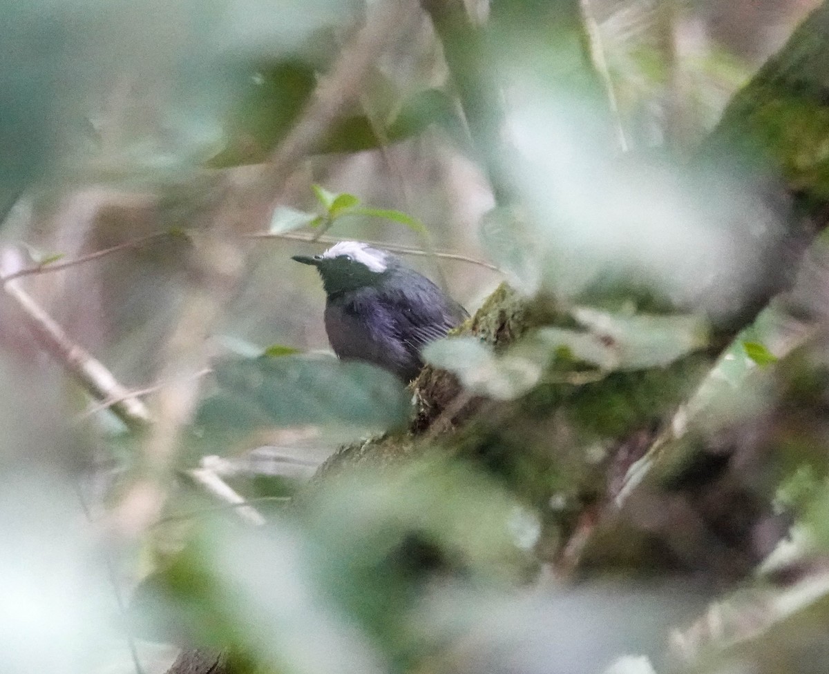White-browed Antbird - ML622359635