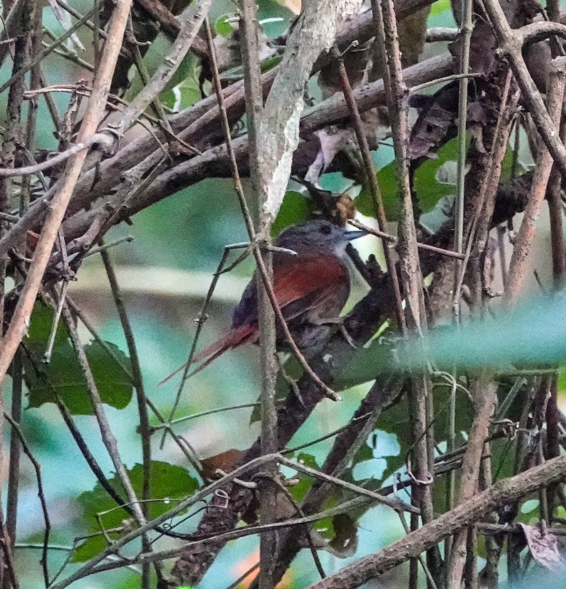 Plain-crowned Spinetail - ML622359636