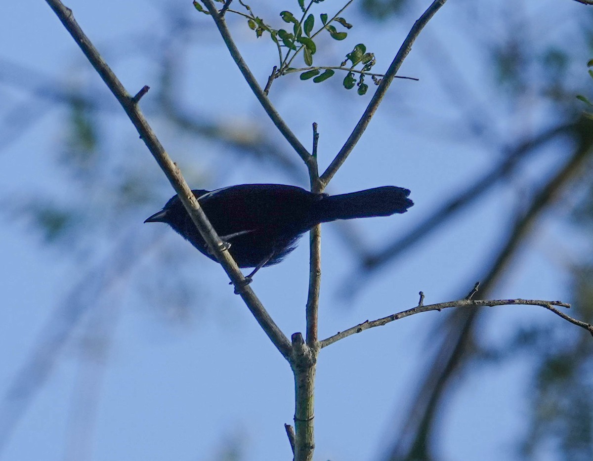 White-shouldered Tanager - ML622359639