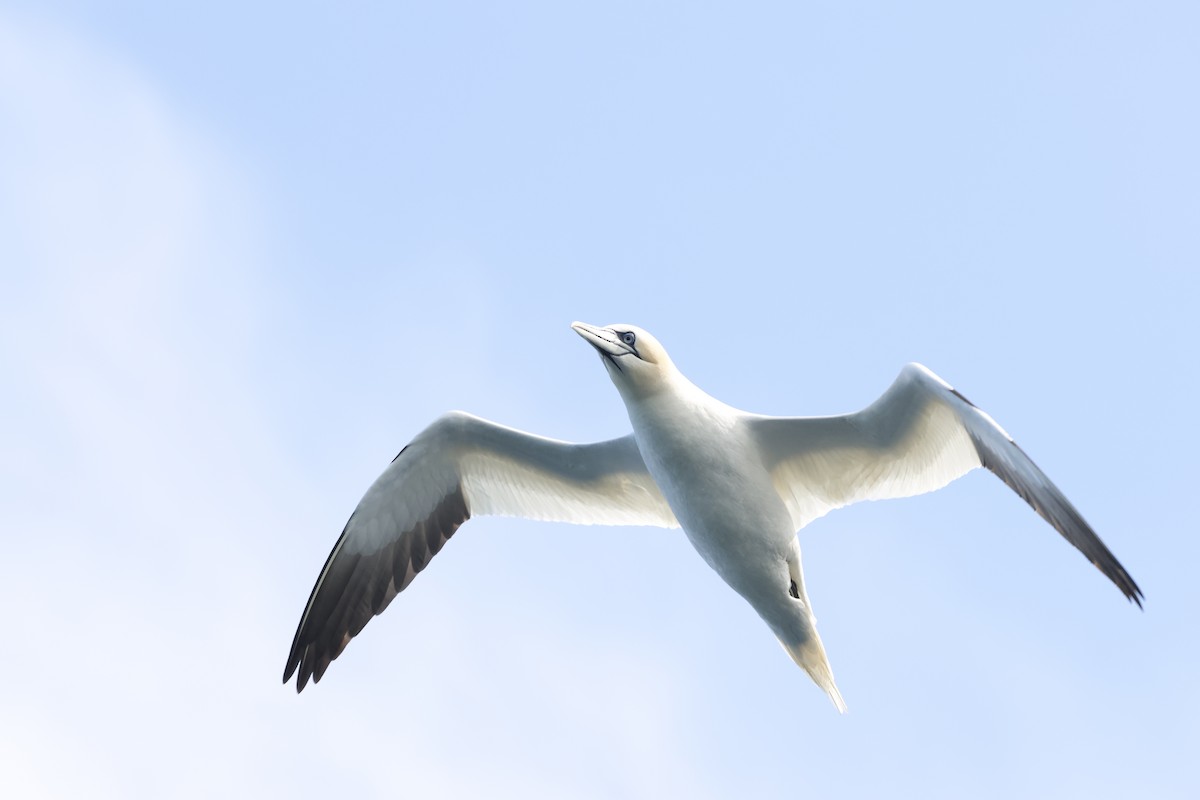 Northern Gannet - ML622359640