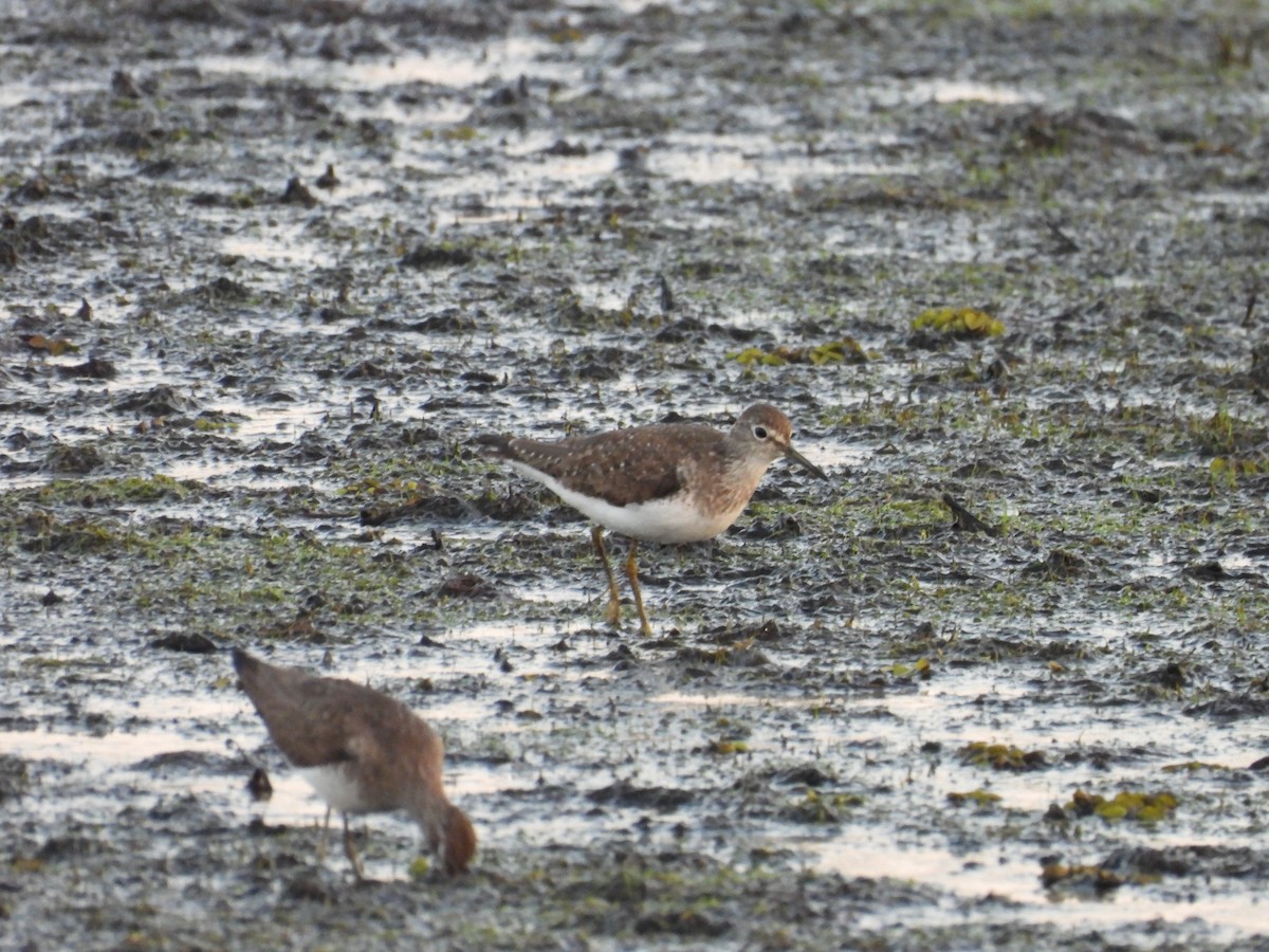 Solitary Sandpiper - Chris Brantley