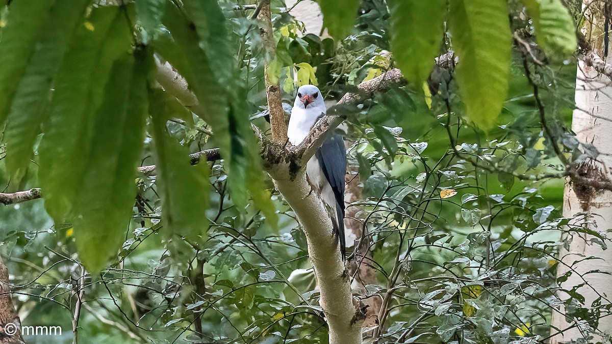 Gray-headed Goshawk - ML622359668