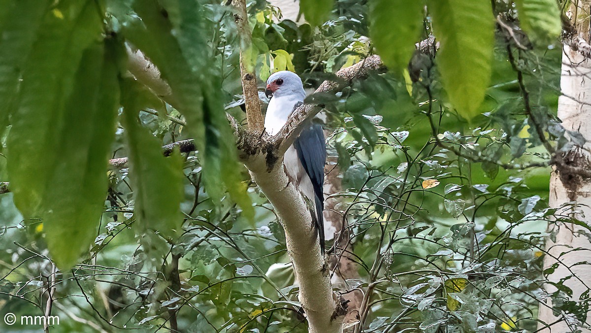 Gray-headed Goshawk - ML622359669