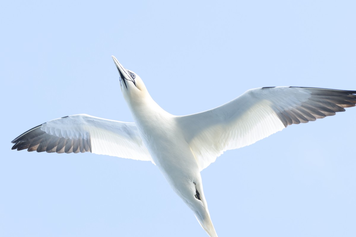 Northern Gannet - ML622359672