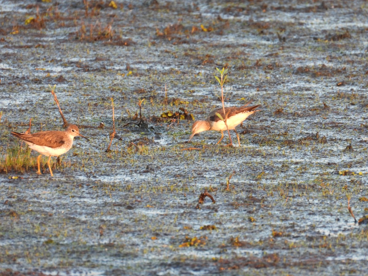 Solitary Sandpiper - Chris Brantley