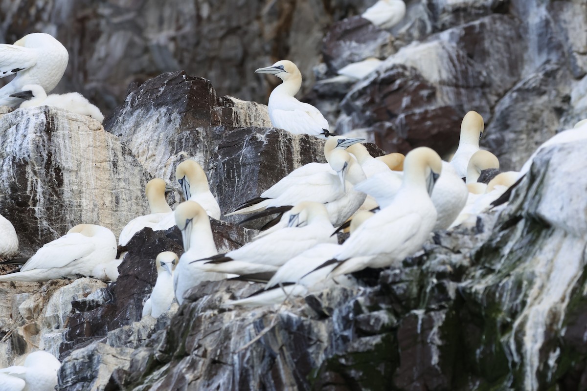 Northern Gannet - ML622359749