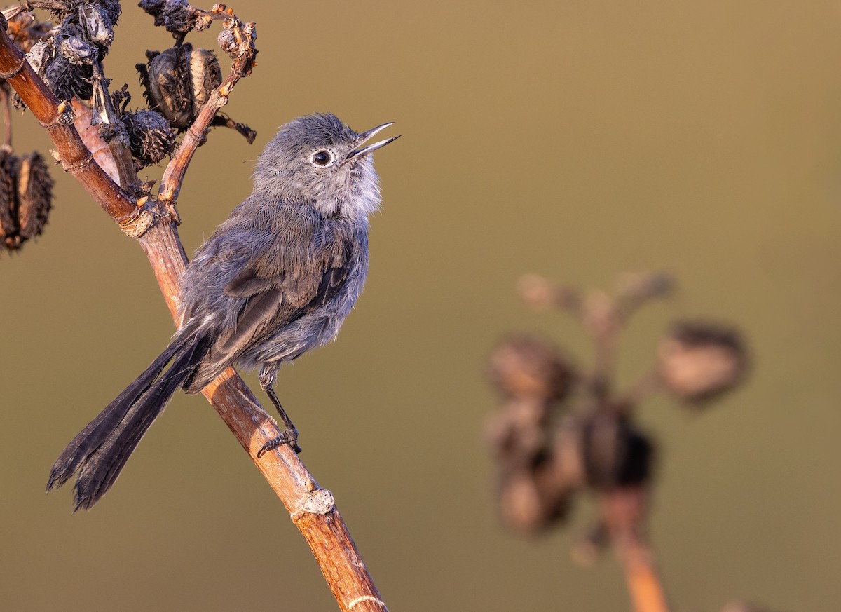 California Gnatcatcher - ML622359773