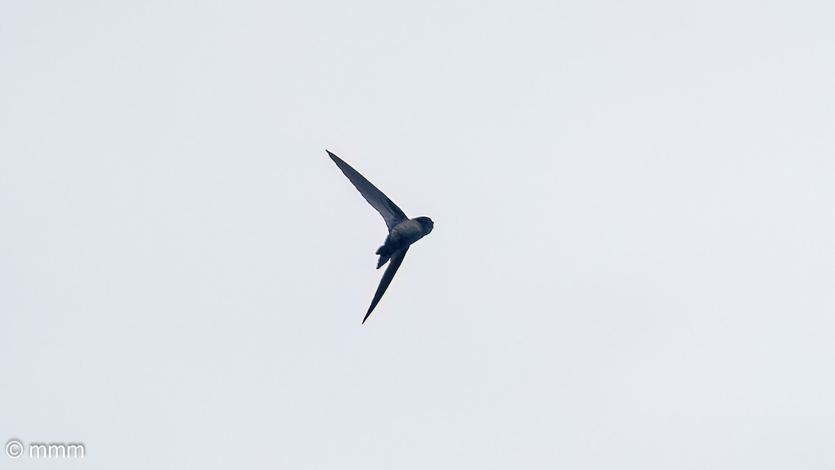 Glossy Swiftlet - ML622359808