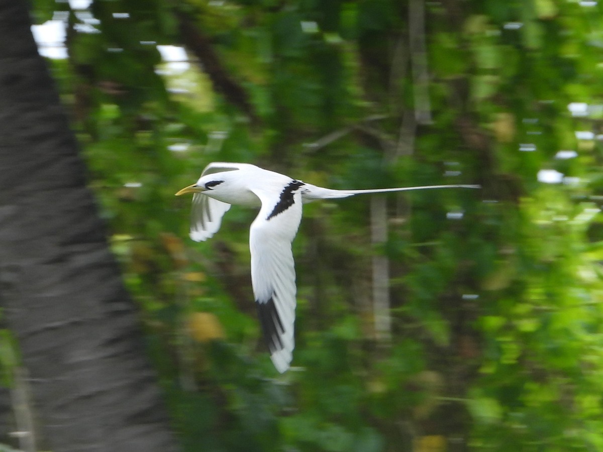 Weißschwanz-Tropikvogel - ML622359840