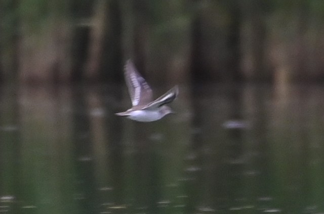 Common Sandpiper - Sudhendra Sonawane