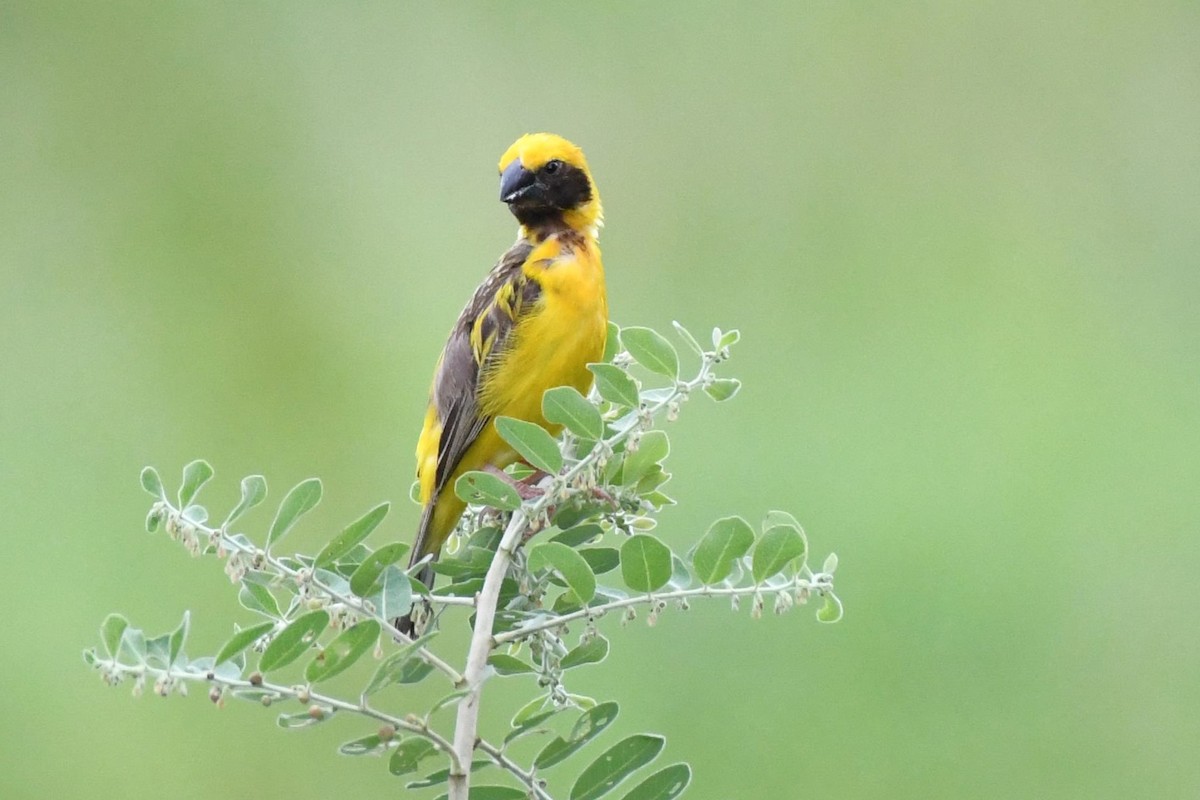 Asian Golden Weaver - David Arrow