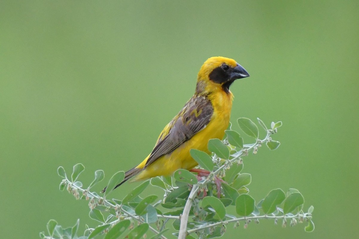 Asian Golden Weaver - ML622359898