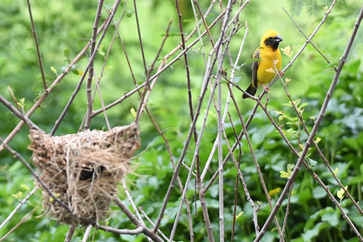 Asian Golden Weaver - ML622359901