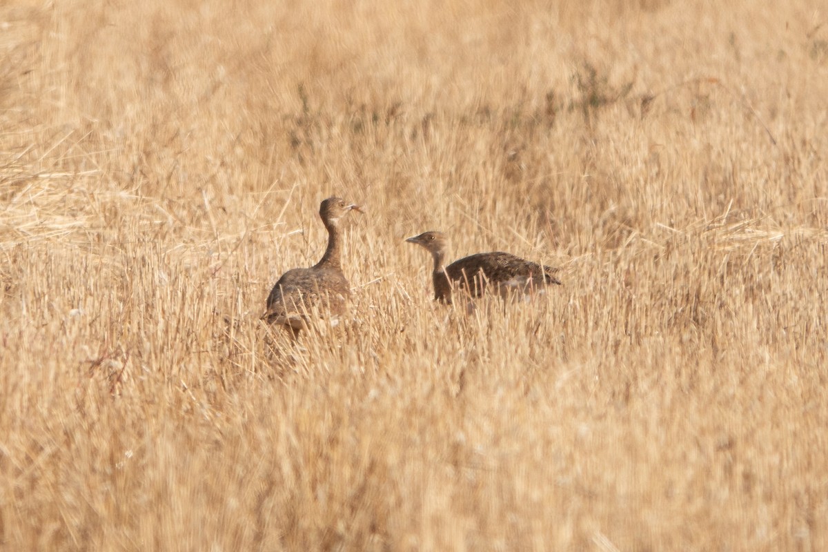 Little Bustard - ML622359908