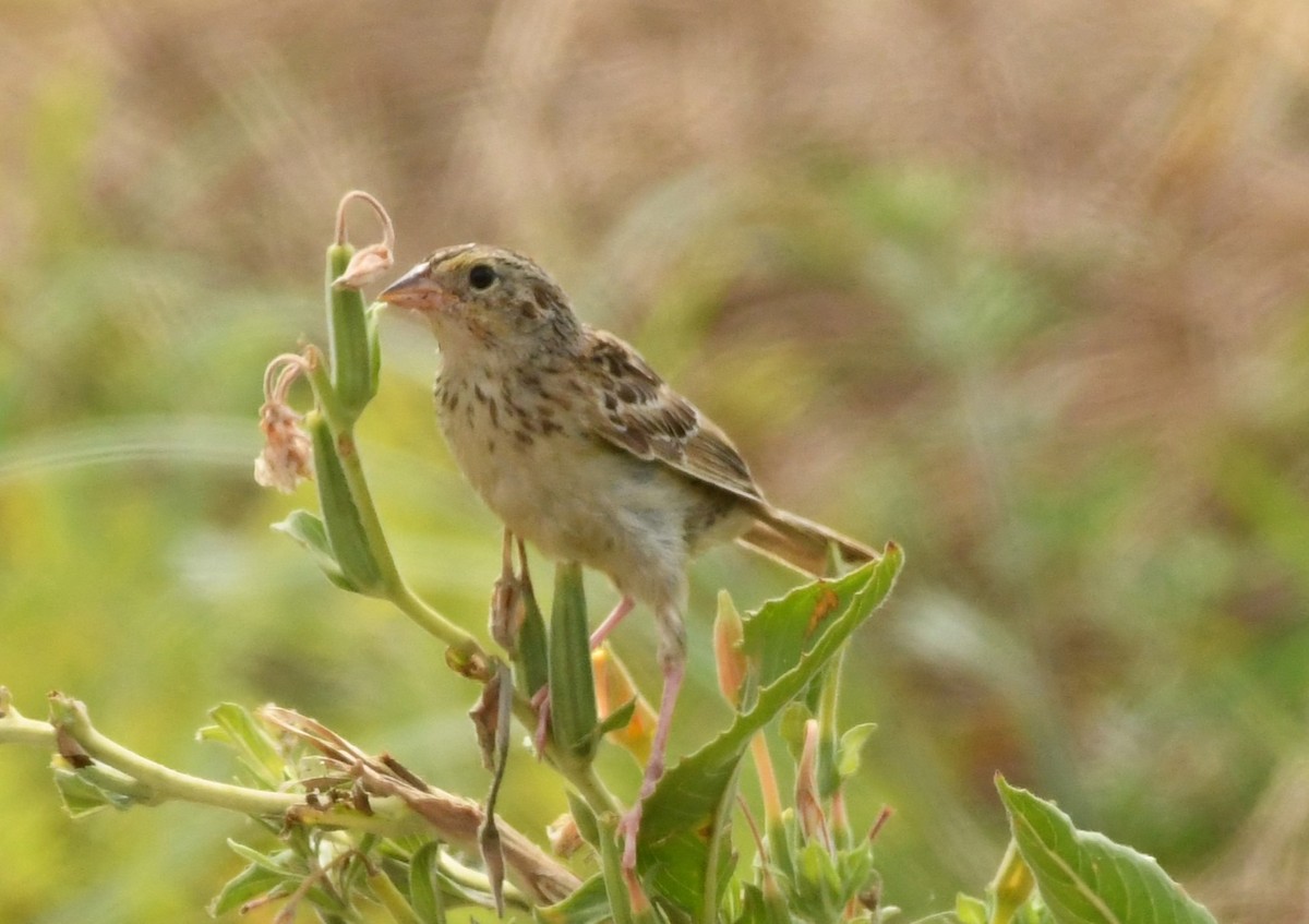 Grasshopper Sparrow - ML622359909