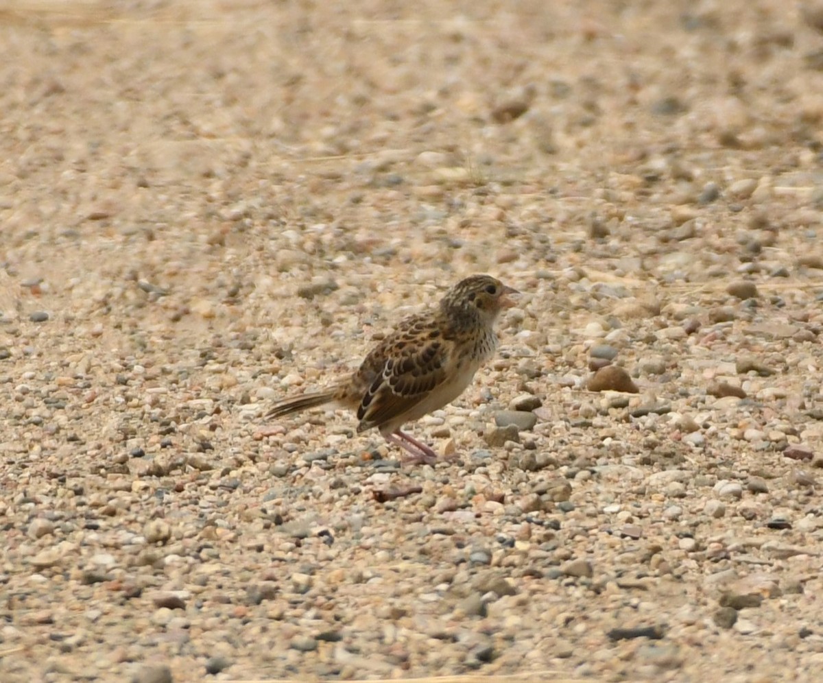 new world sparrow sp. - ML622359917