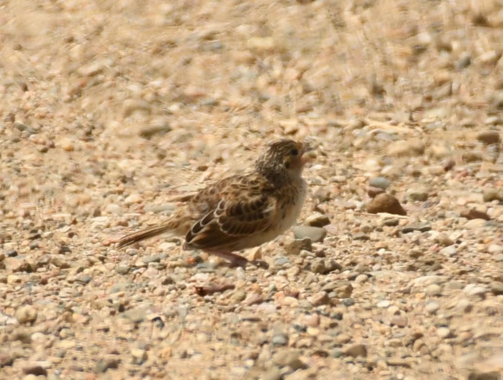 new world sparrow sp. - ML622359918