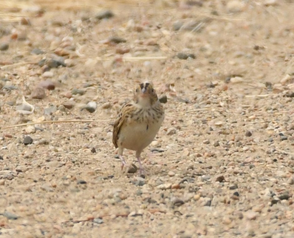 new world sparrow sp. - ML622359919