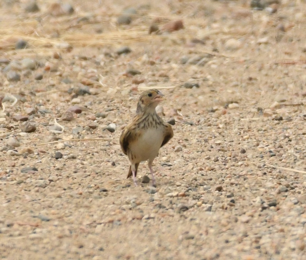 new world sparrow sp. - ML622359920