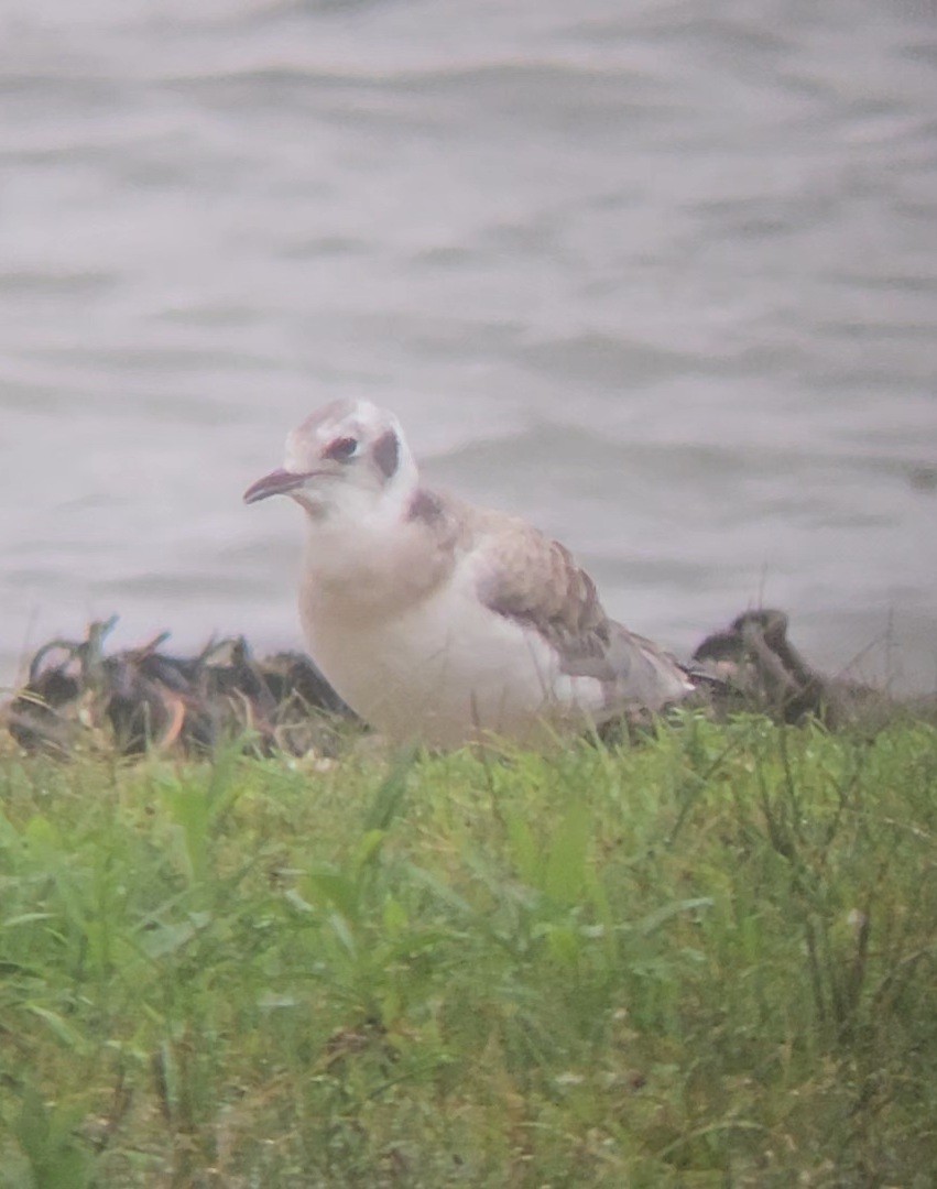 Bonaparte's Gull - ML622359925