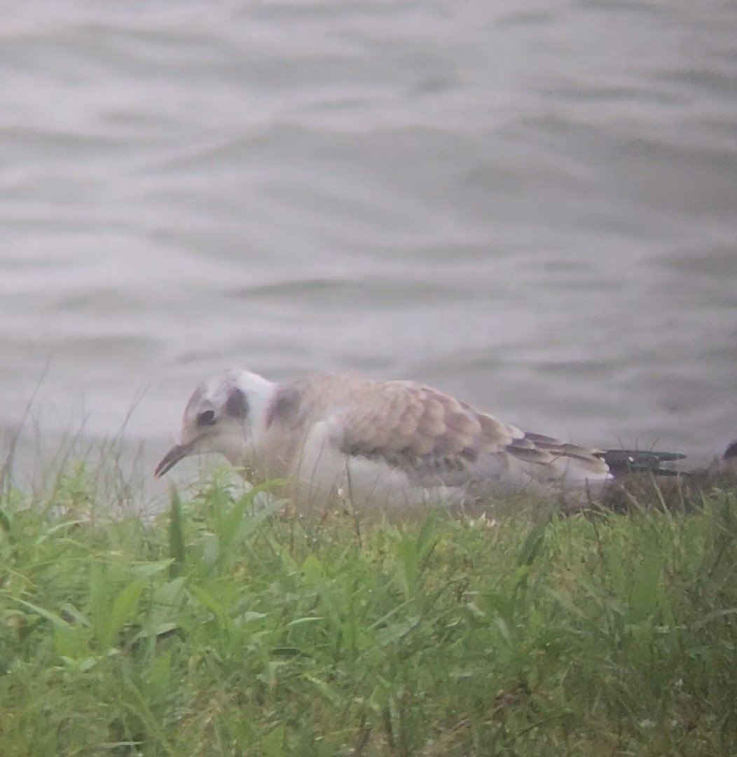 Bonaparte's Gull - ML622359926