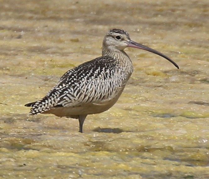 Long-billed Curlew - ML622359989