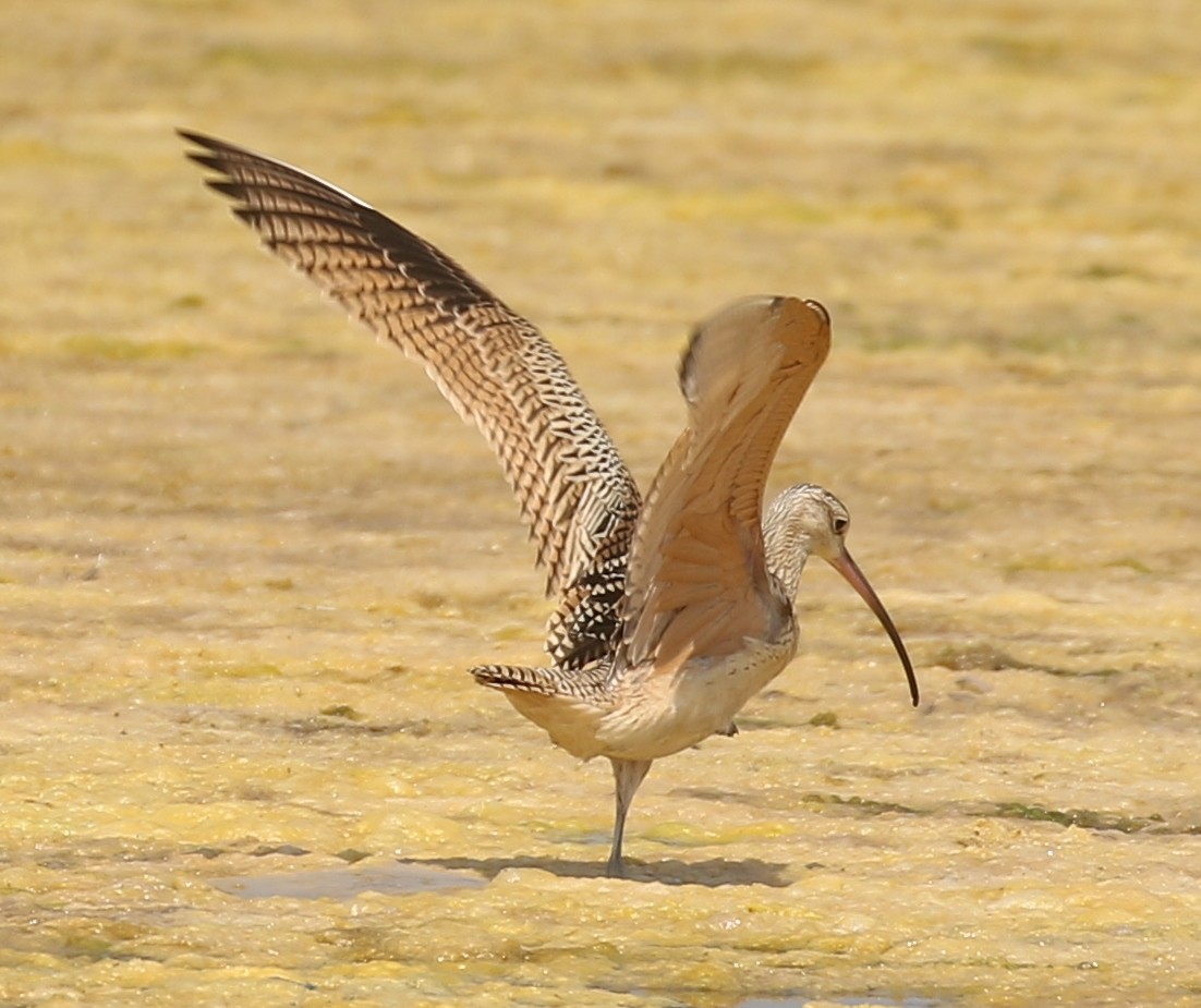 Long-billed Curlew - ML622359990