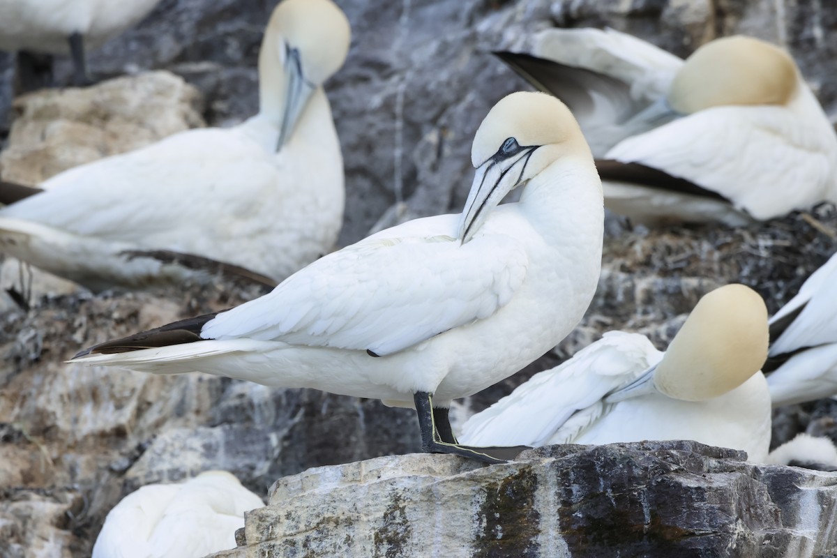 Northern Gannet - ML622360013