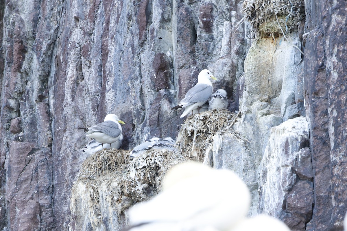 Black-legged Kittiwake - ML622360017