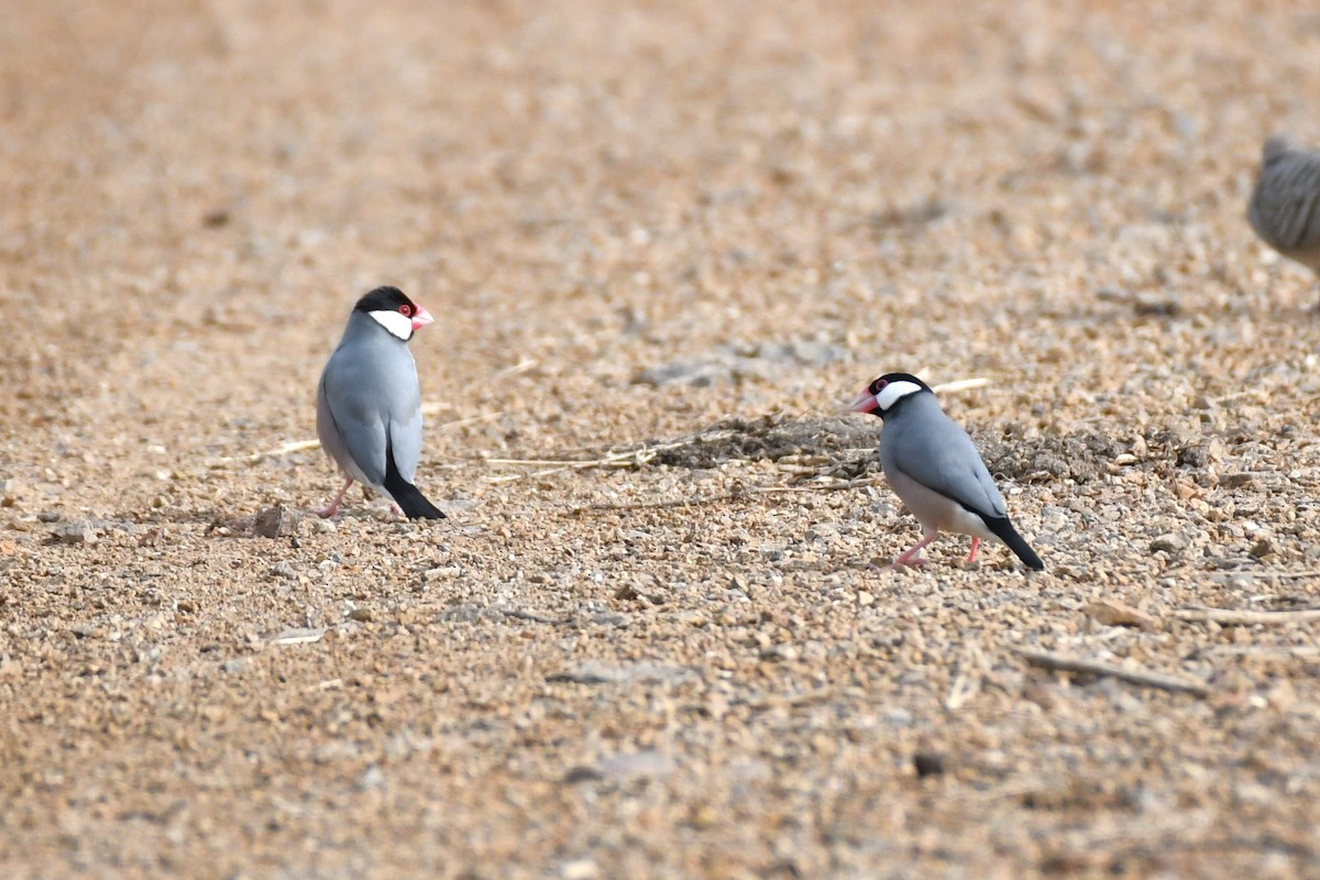 Java Sparrow - ML622360048