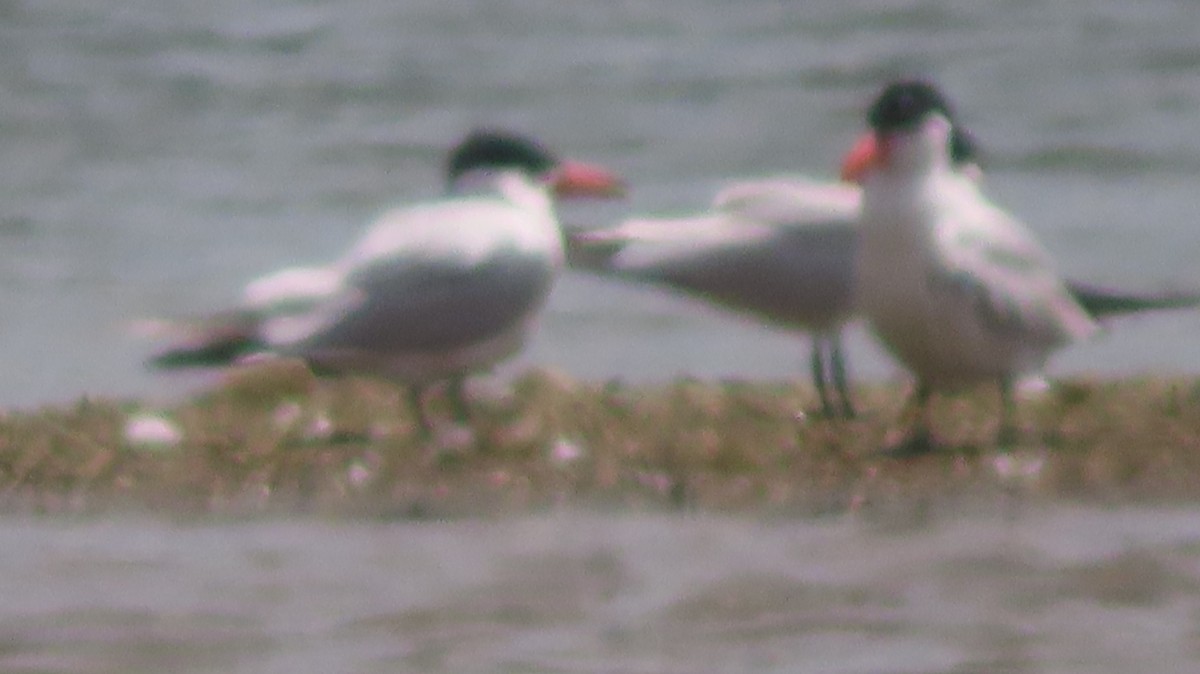 Caspian Tern - ML622360065