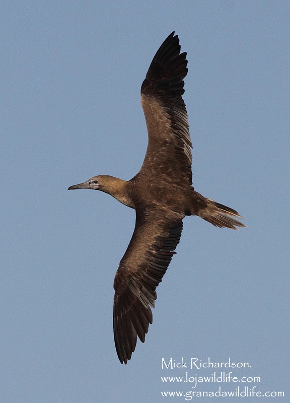 Red-footed Booby - ML622360068