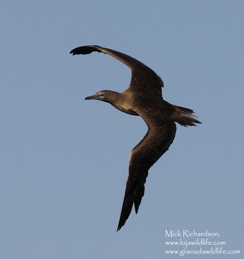 Red-footed Booby - ML622360069