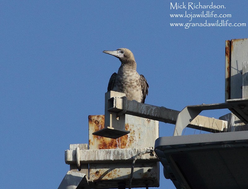 Red-footed Booby - ML622360070