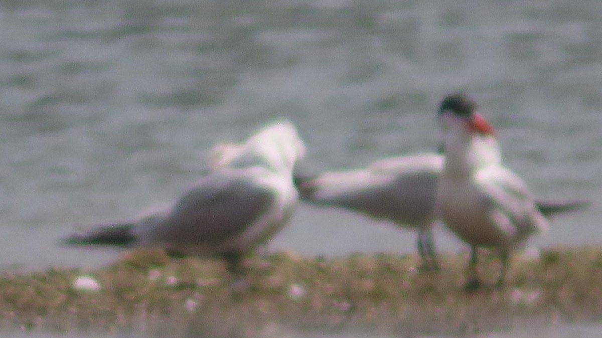 Caspian Tern - Gregory Allen