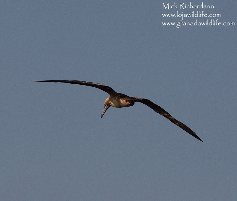 Red-footed Booby - ML622360090