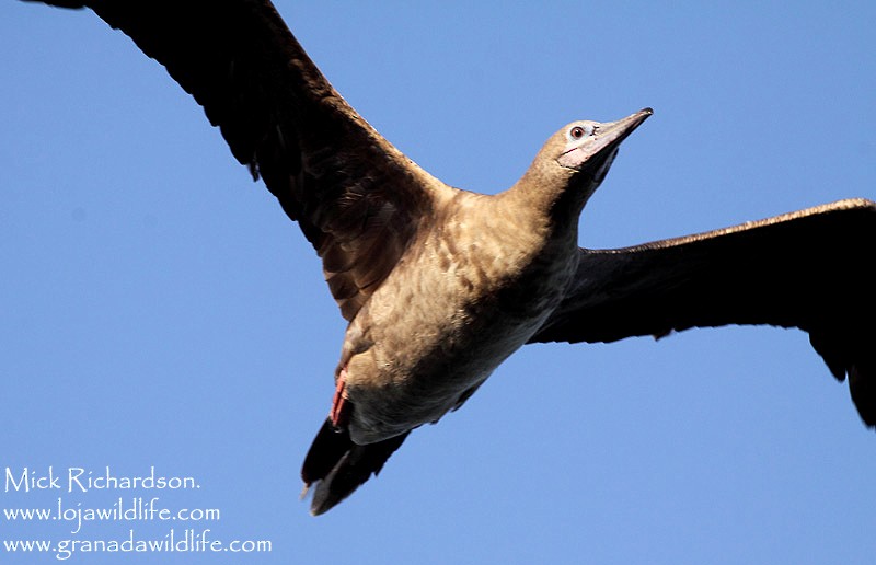 Red-footed Booby - ML622360091