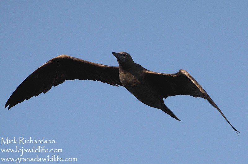 Red-footed Booby - ML622360092