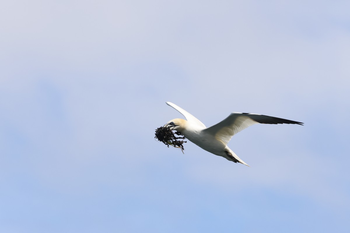 Northern Gannet - ML622360107