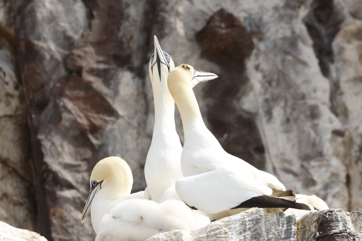 Northern Gannet - ML622360131