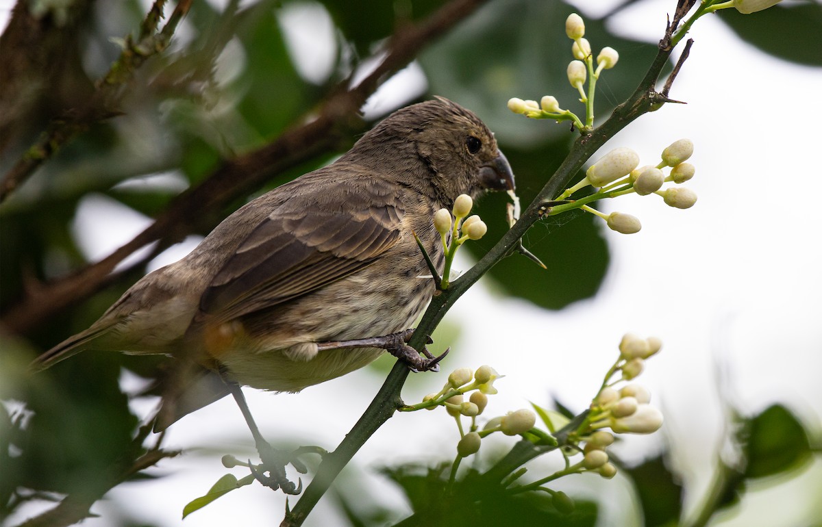 Vegetarian Finch - ML622360188