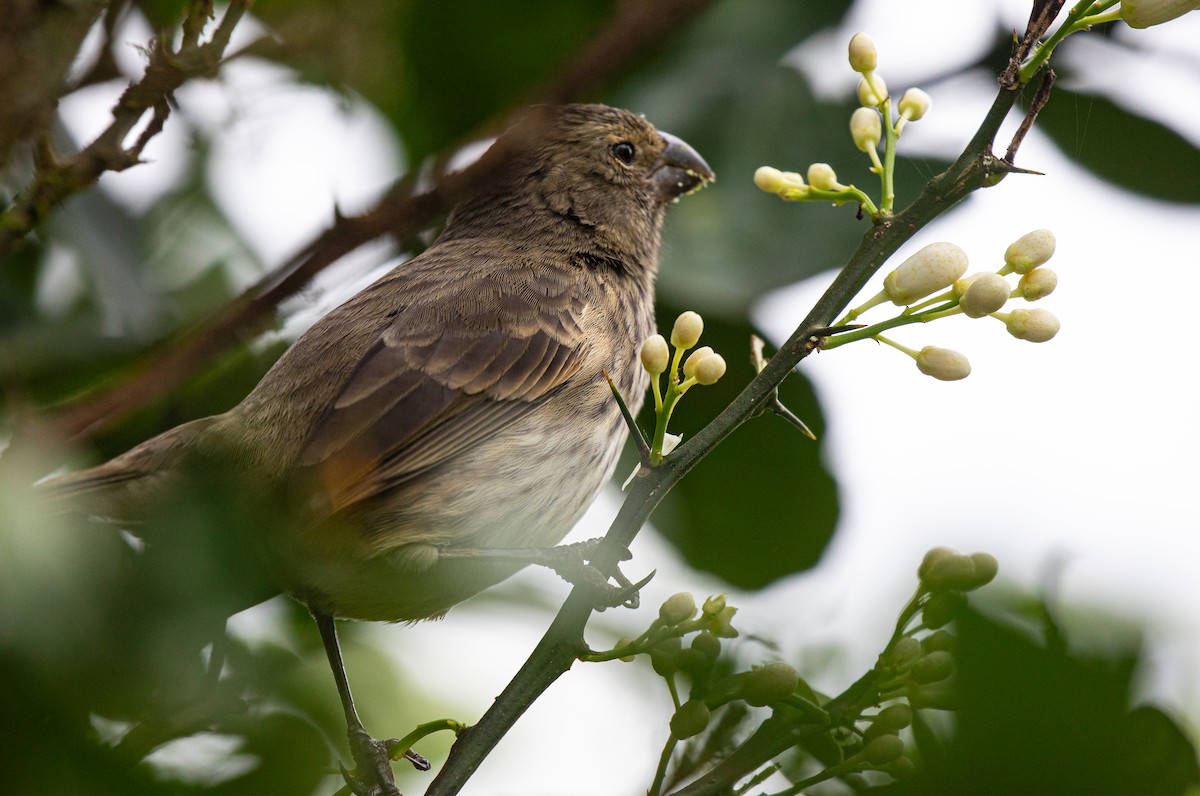 Vegetarian Finch - ML622360189