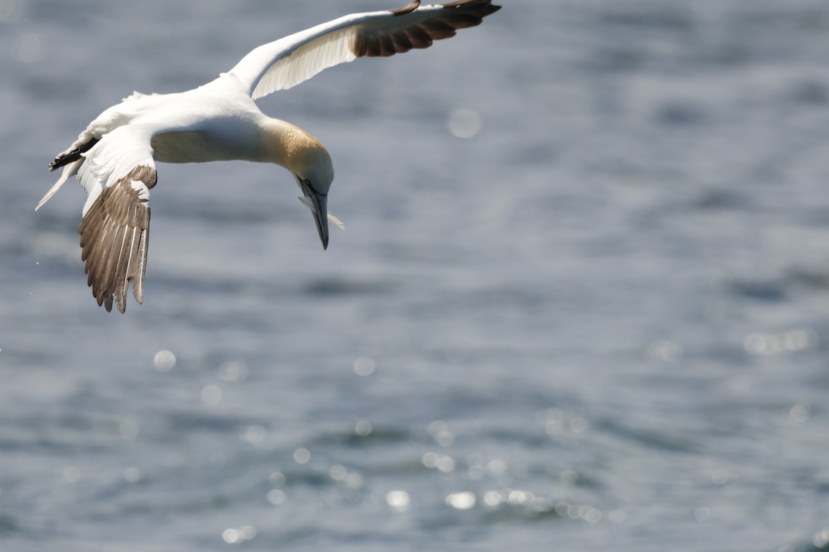 Northern Gannet - ML622360244