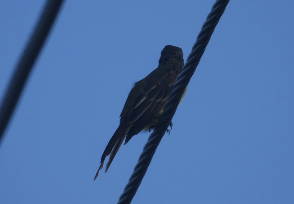 Great Crested Flycatcher - ML622360280