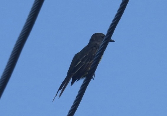 Great Crested Flycatcher - ML622360281