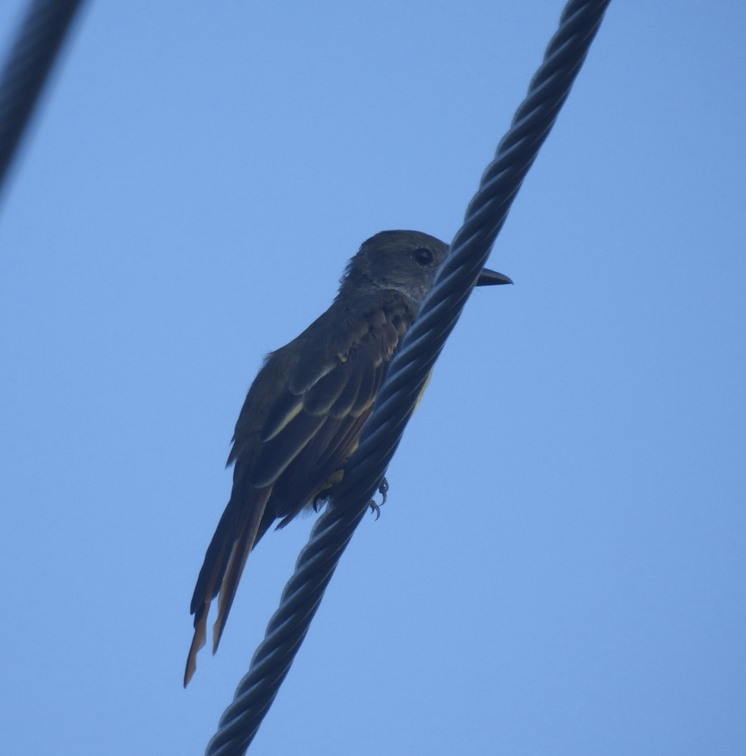 Great Crested Flycatcher - ML622360282