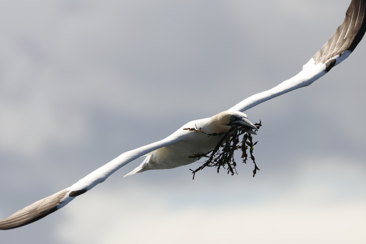 Northern Gannet - ML622360284