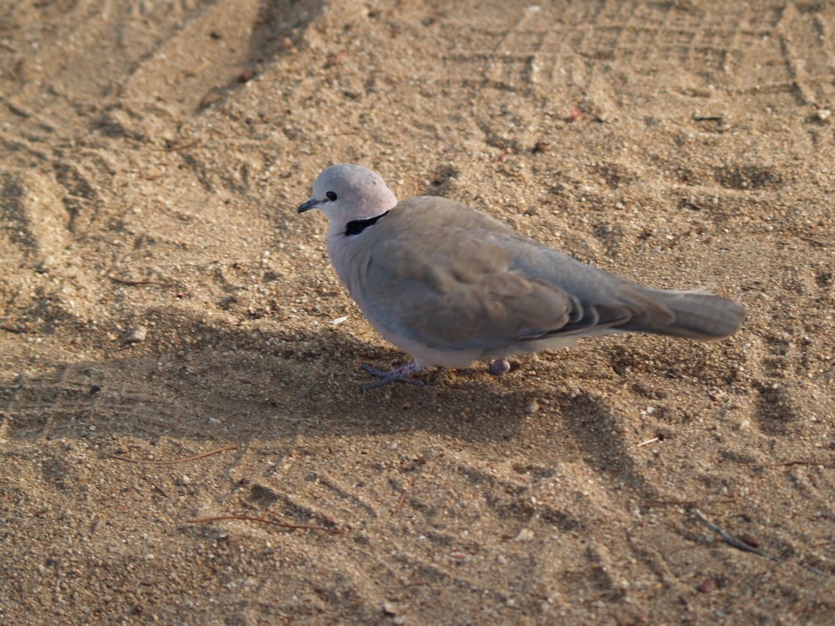 Ring-necked Dove - ML622360290